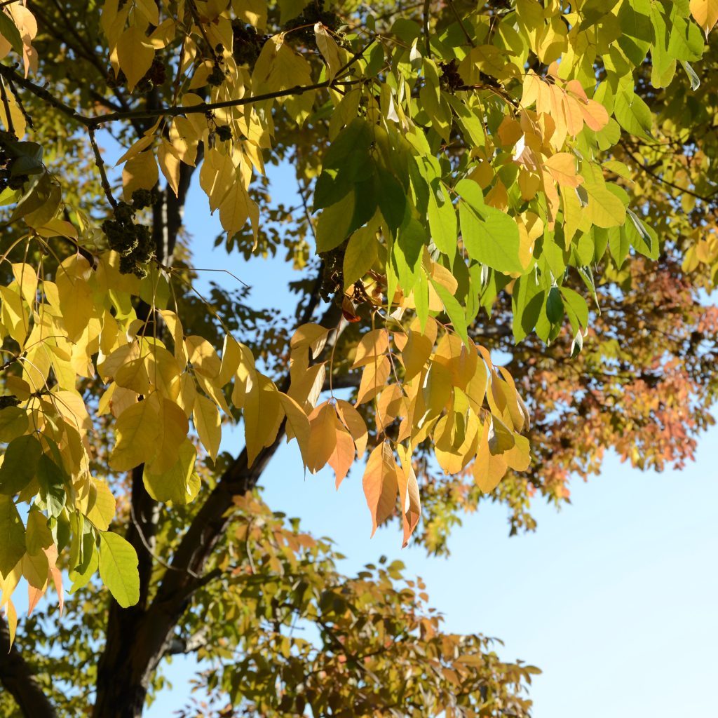 Ash Trees Begin To Turn In Denver's Wallace Park On Oct. 5, 2017.