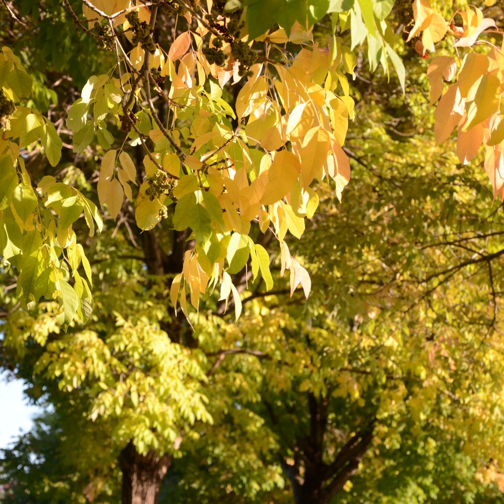 Ash Trees Begin To Turn In Denver's Wallace Park On Oct. 5, 2017.