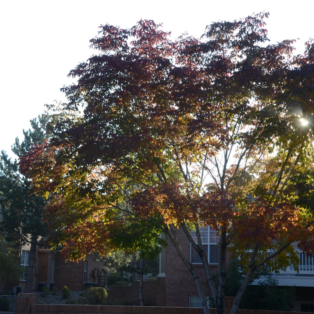 Ash Trees Begin To Turn In Denver's Wallace Park On Oct. 5, 2017.