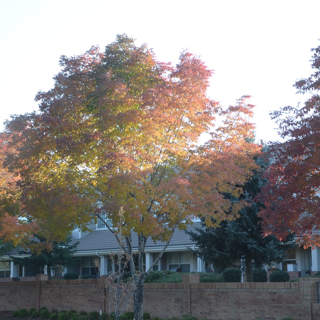 Ash Trees Begin To Turn In Denver's Wallace Park On Oct. 5, 2017.