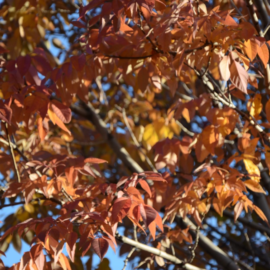 Ash Trees Begin To Turn In Denver's Wallace Park On Oct. 5, 2017.