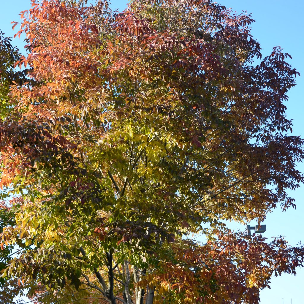 Ash Trees Begin To Turn In Denver's Wallace Park On Oct. 5, 2017.