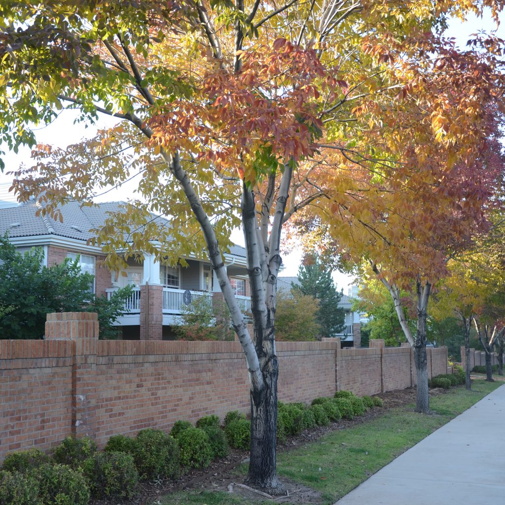 Ash Trees Begin To Turn In Denver's Wallace Park On Oct. 5, 2017.