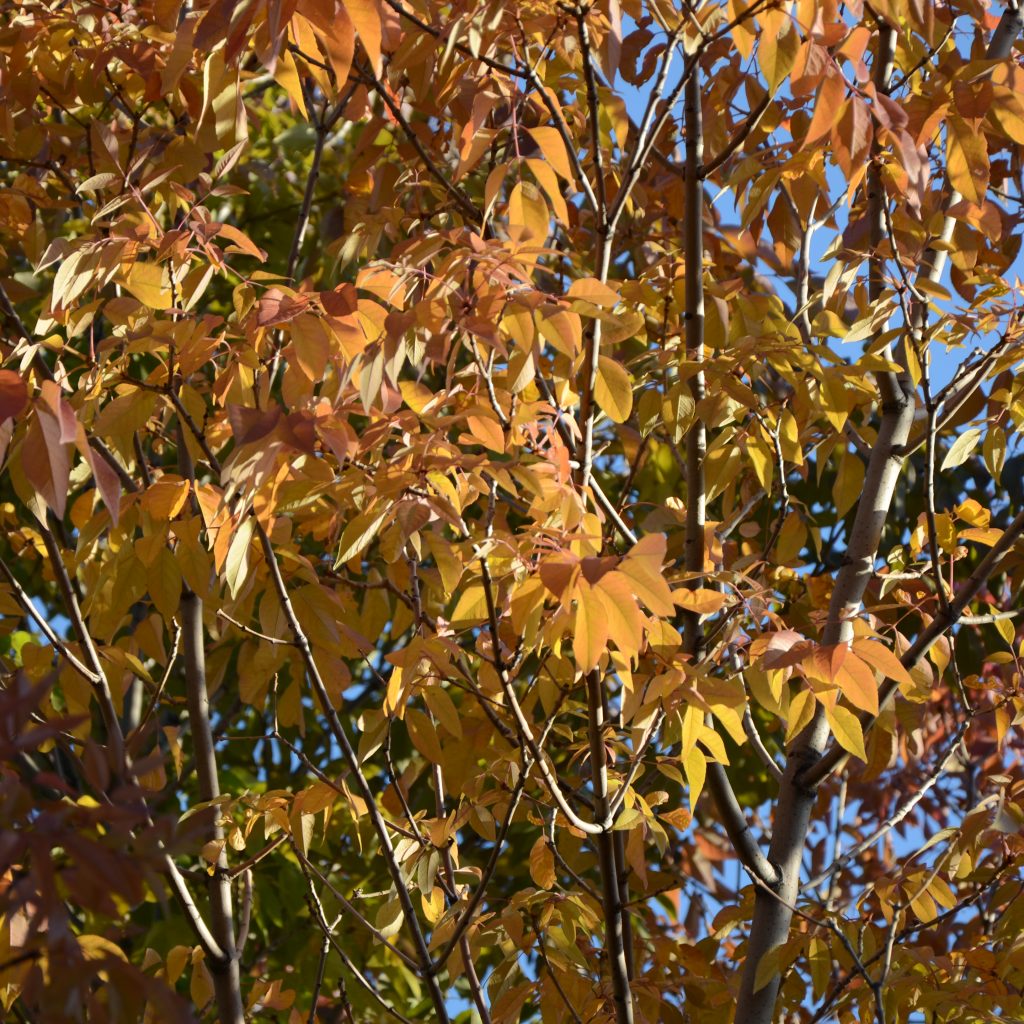 Ash Trees Begin To Turn In Denver's Wallace Park On Oct. 5, 2017.