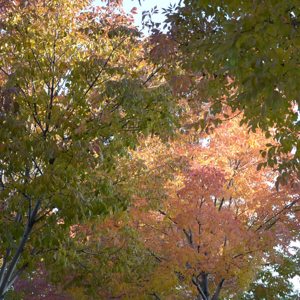 Ash Trees Begin To Turn In Denver's Wallace Park On Oct. 5, 2017.