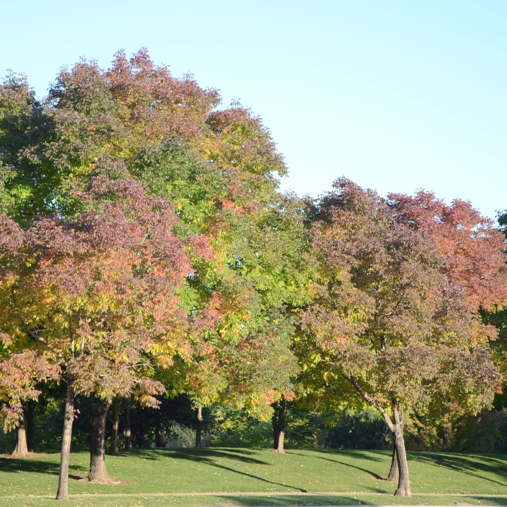 Ash Trees Begin To Turn In Denver's Wallace Park On Oct. 5, 2017.