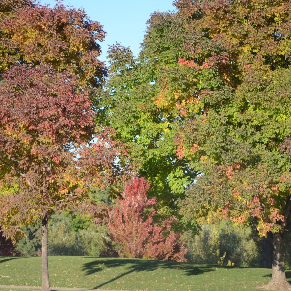 Ash Trees Begin To Turn In Denver's Wallace Park On Oct. 5, 2017.