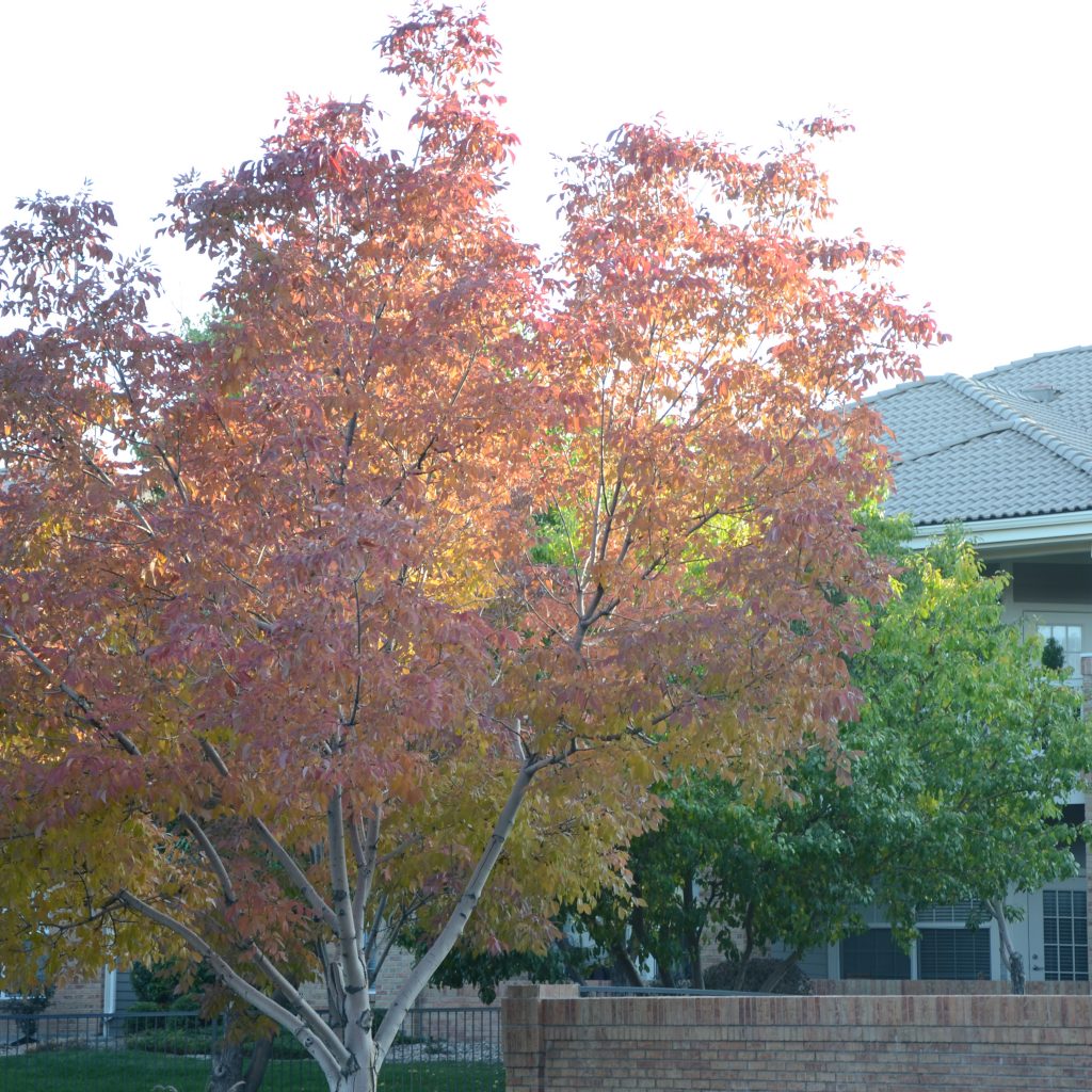 Ash Trees Begin To Turn In Denver's Wallace Park On Oct. 5, 2017.