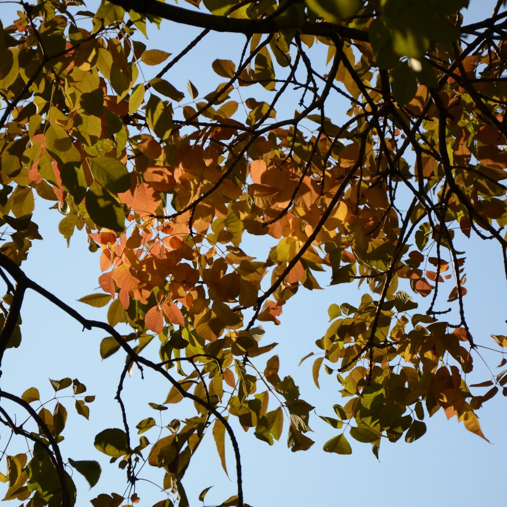 Ash Trees Begin To Turn In Denver's Wallace Park On Oct. 5, 2017.