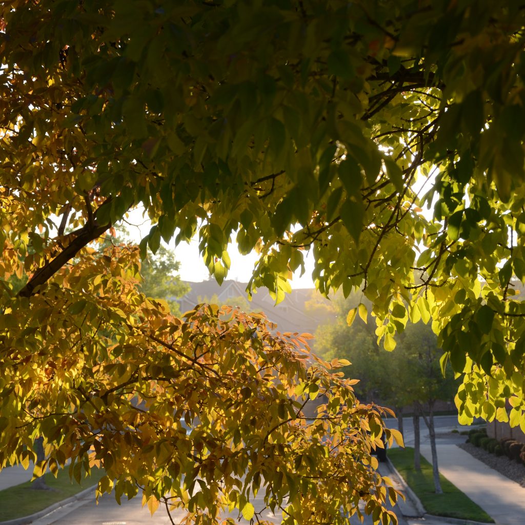 Ash Trees Begin To Turn In Denver's Wallace Park On Oct. 5, 2017.