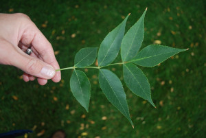 Ash leaves typically have 5-9 leaflets per compound leaf