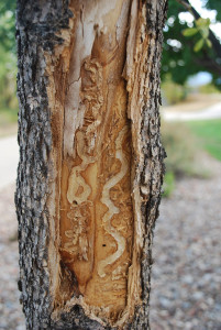 Emerald Ash Borer Peeling Bark Trail on Ash Tree