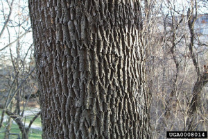 White ash tree bark with diamond pattern