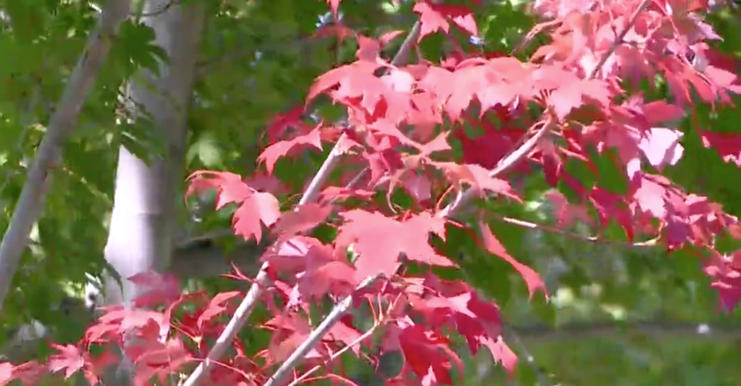 ash trees fall color denver wallace park