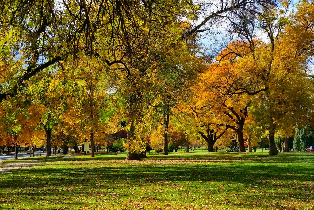 City Park Fall Color Ash Tree | Be A Smart Ash, Denver