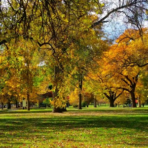 City Park Fall Color Ash Tree | Be A Smart Ash, Denver