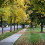 City Park Fall Color Ash Tree | Be A Smart Ash, Denver, EAB