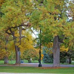 City Park Fall Color Ash Tree | Be A Smart Ash