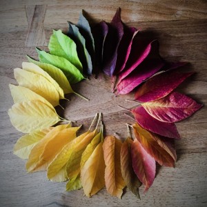 Denver Fall Color | Be A Smart Ash, Ash Trees