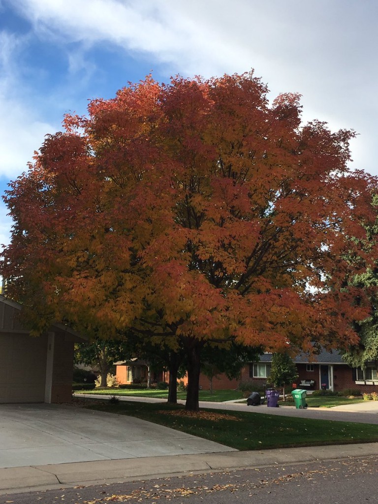 City Park Fall Color Ash Tree | Be A Smart Ash, Denver, EAB