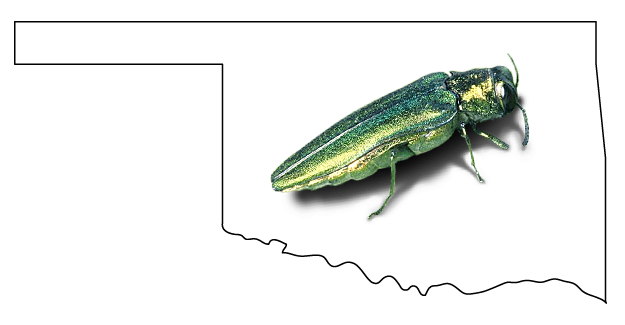 Emerald ash borer discovered in Oklahoma