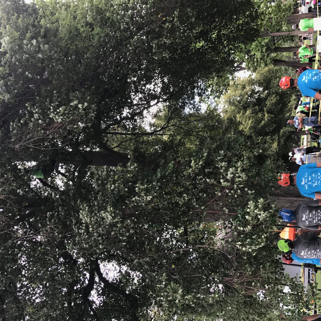 Wearing Be A Smart Ash Shirts, Arborists Gather In Denver's Washington Park For The 2017 International Society Of Arboriculture’s Rocky Mountain Chapter Tree Climbing Competition.