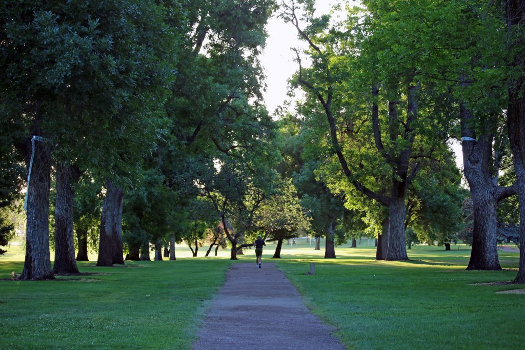 A man jogs among ash trees in Denver's City Park, all of which are vulnerable to emerald ash borer (EAB).