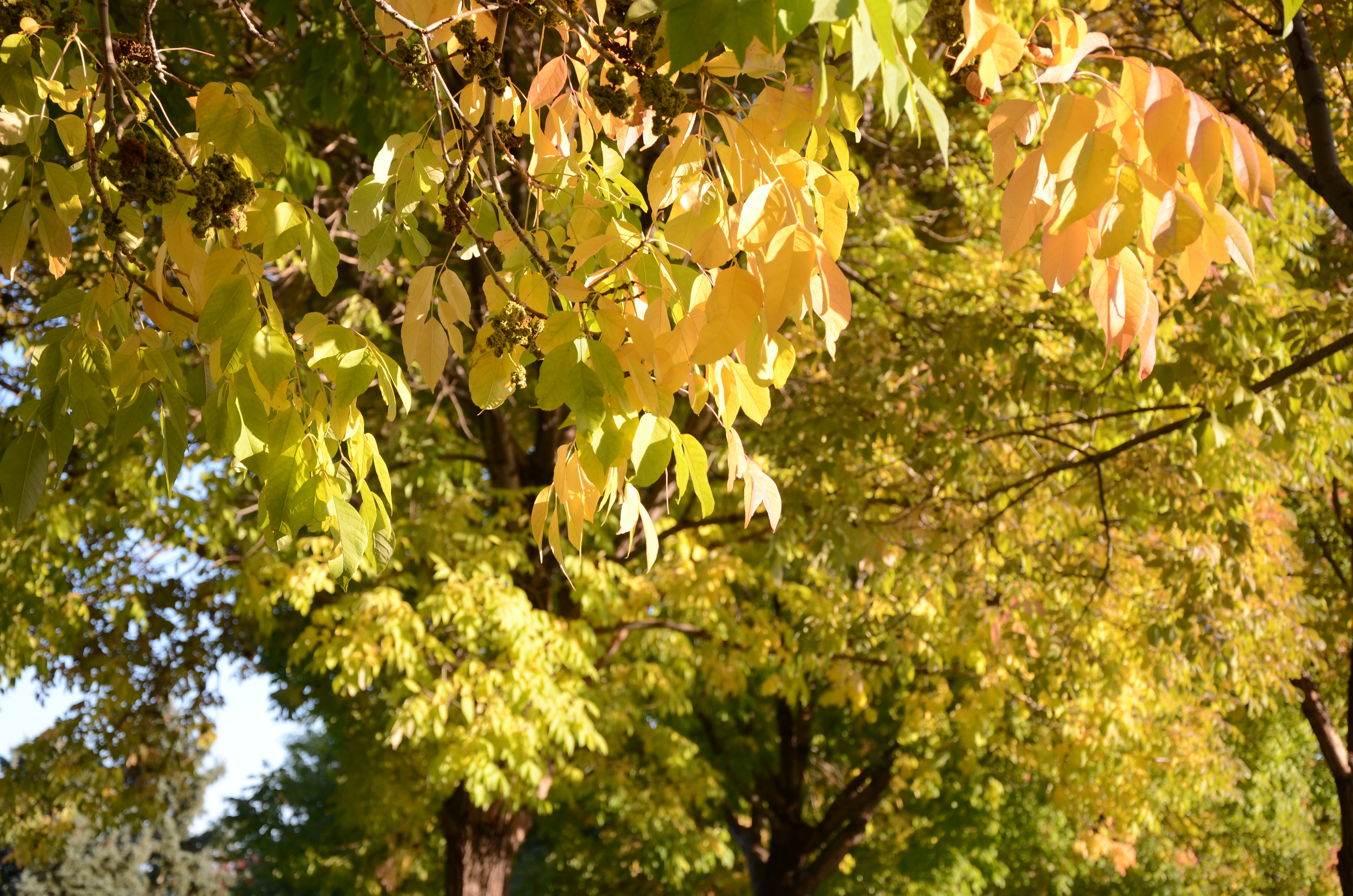 While enjoying Denver's fall color, appreciate our ashes | Be A Smart Ash