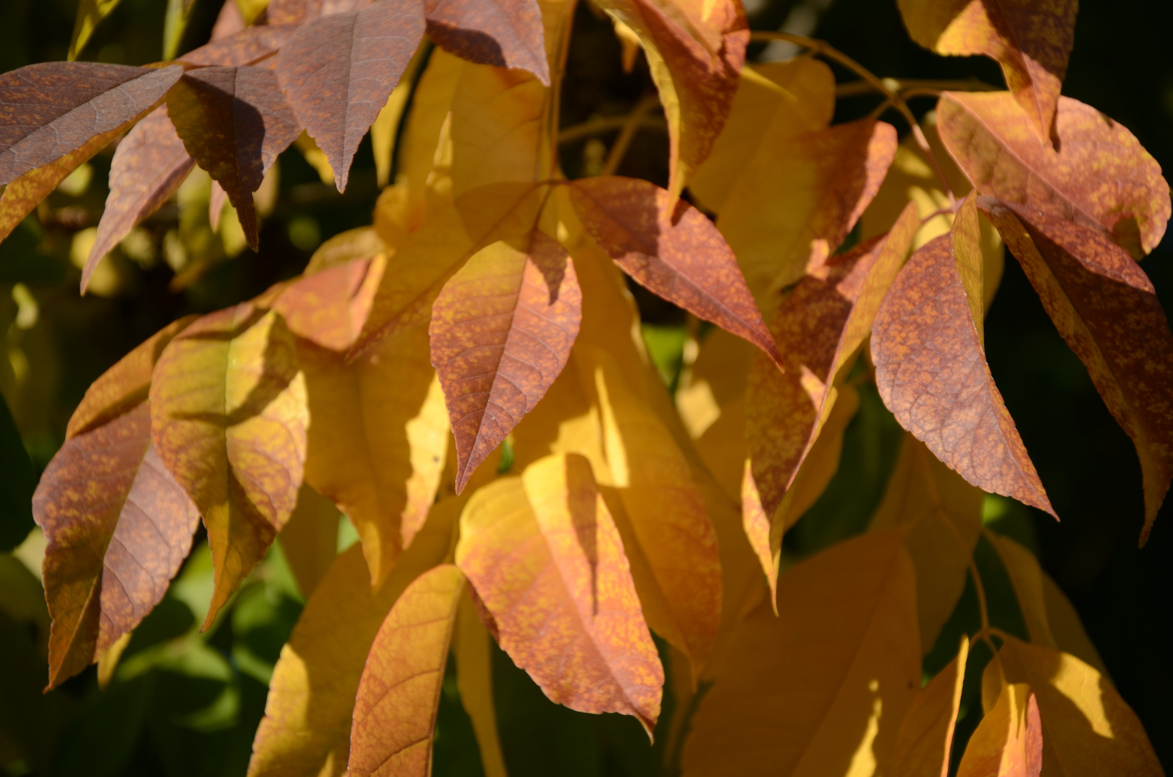 While enjoying Denver's fall color, appreciate our ashes | Be A Smart Ash