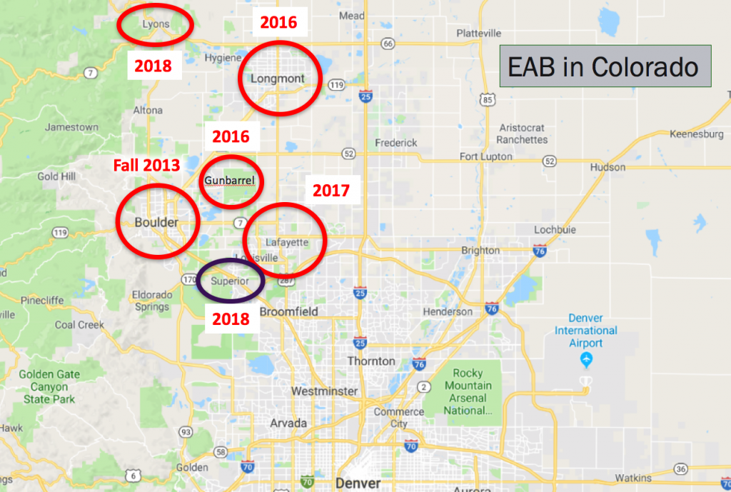 EAB in Colorado, threatening ash trees