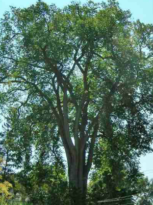 Removing and Replacing Your Ash Tree | Be a Smart Ash