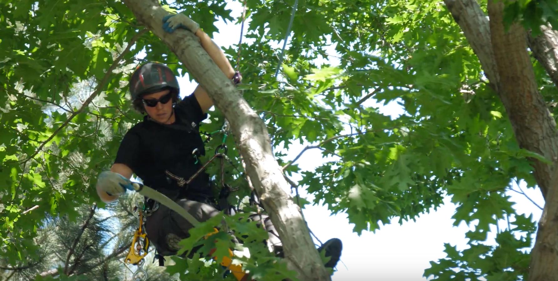 An arborist trimming trees