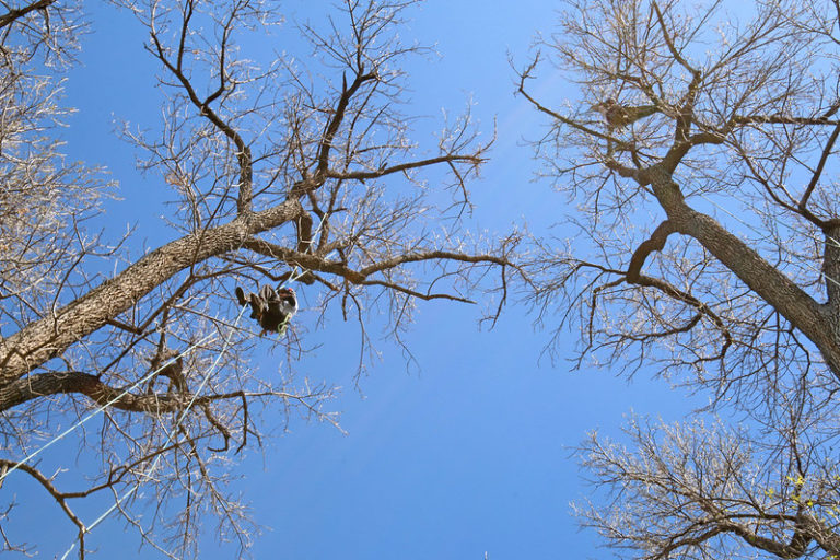 Winter Watering Guide Caring for Newly Planted Trees During the Winter