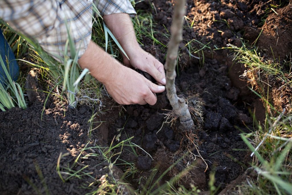 hands planting a new tree