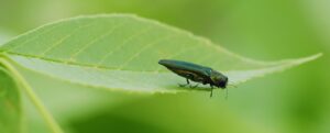 Emerald ash borer on a leaf